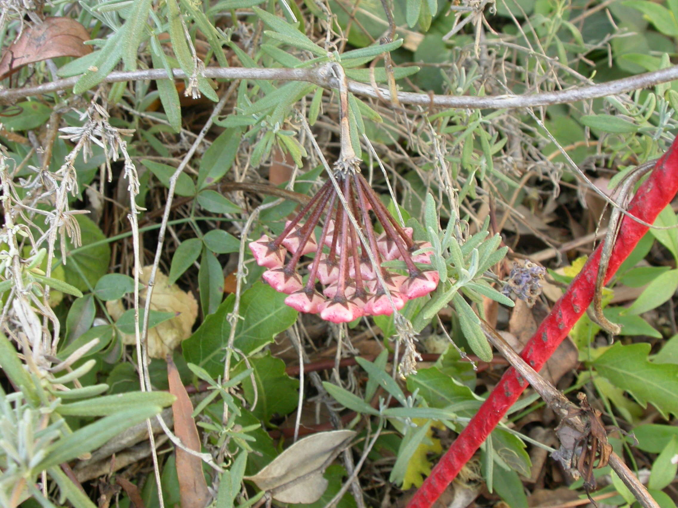 Image of Waxflowers