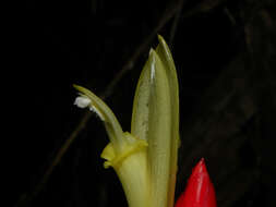 Image of Costus stenophyllus Standl. & L. O. Williams