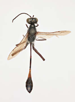 Image de Ammophila urnaria Dahlbom 1843