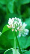 Image of clover