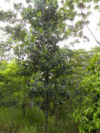 Image de Artocarpus