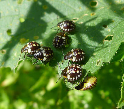 Image of Southern green stink bug