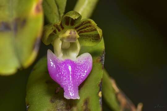 Image de Pelatantheria insectifera (Rchb. fil.) Ridl.