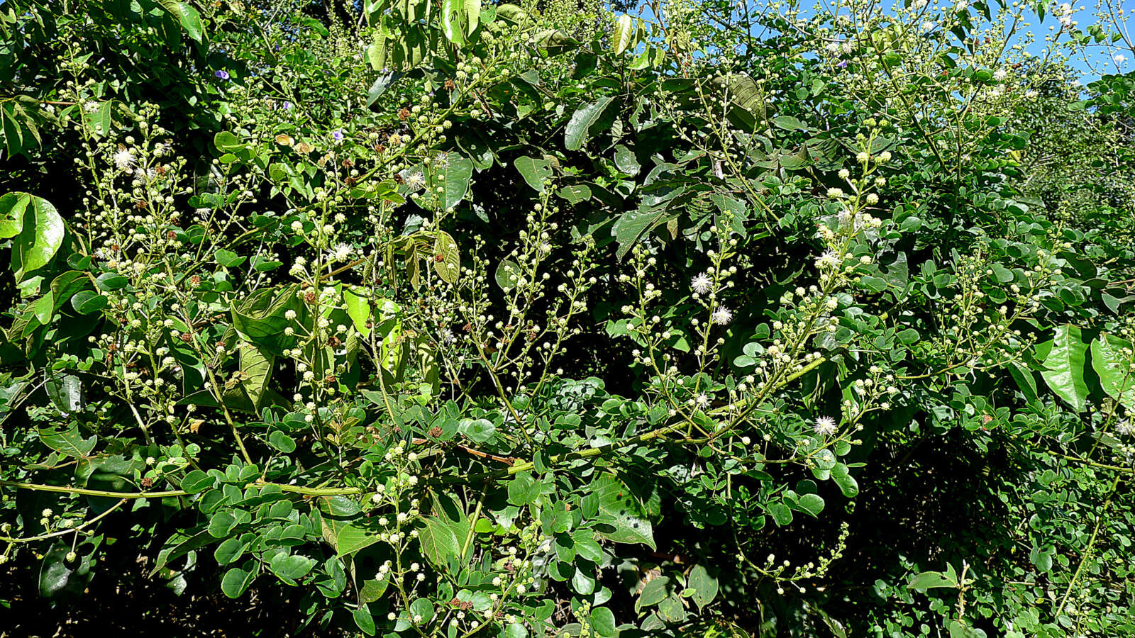 Sivun Mimosa ceratonia L. kuva