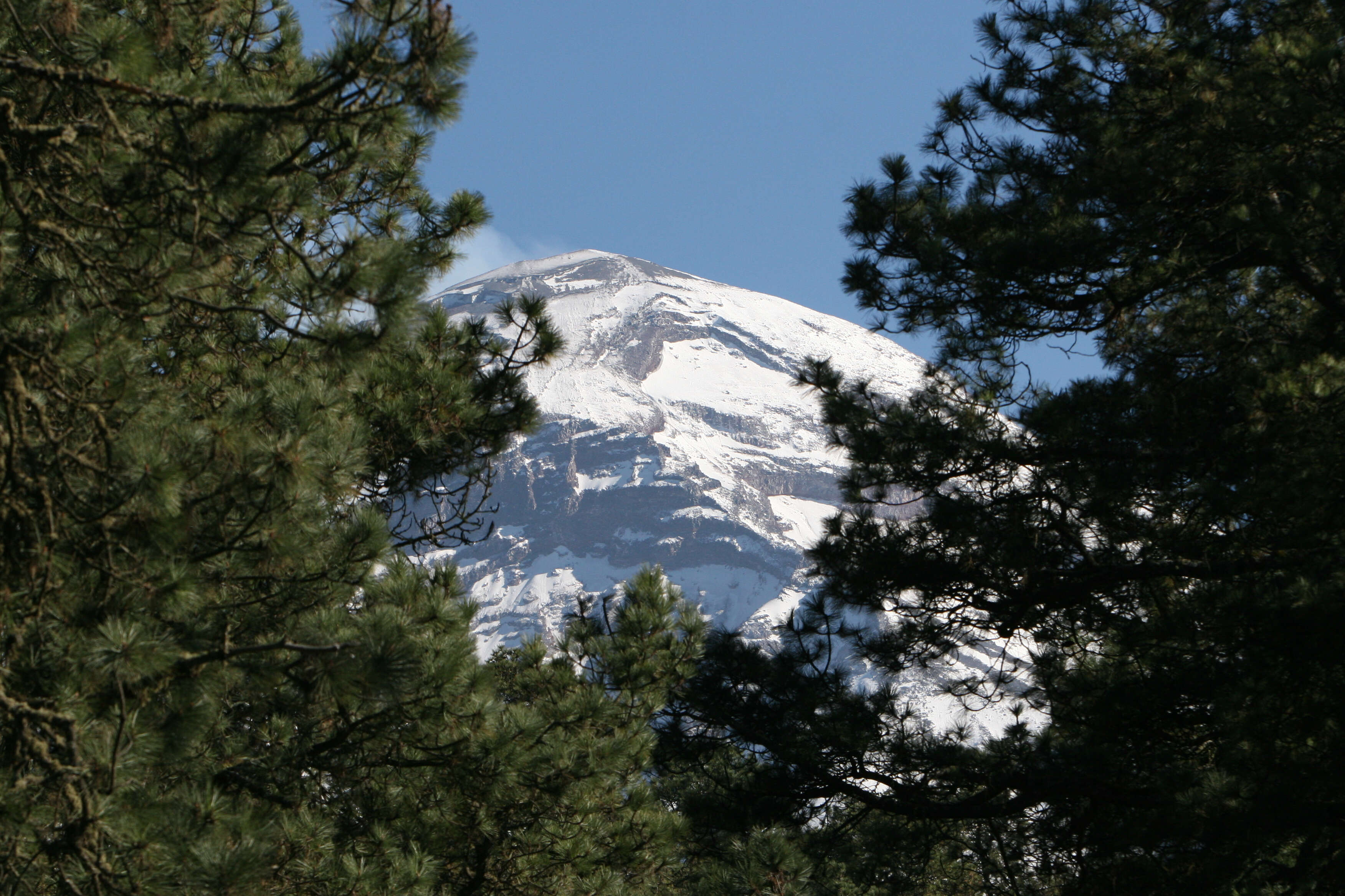 Image of Hartweg's Pine