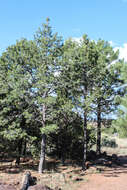 Pinus cembroides Zucc. resmi