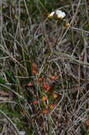 Image of Drosera huegelii Endl.