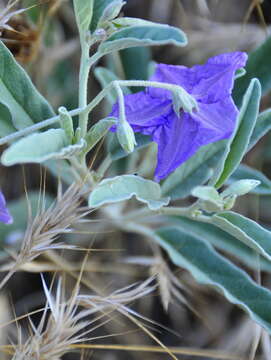 Imagem de Solanum elaeagnifolium Cav.