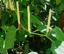 Image of Piperaceae