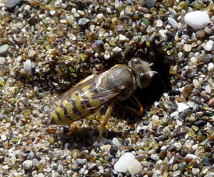 صورة زنبور الرمل