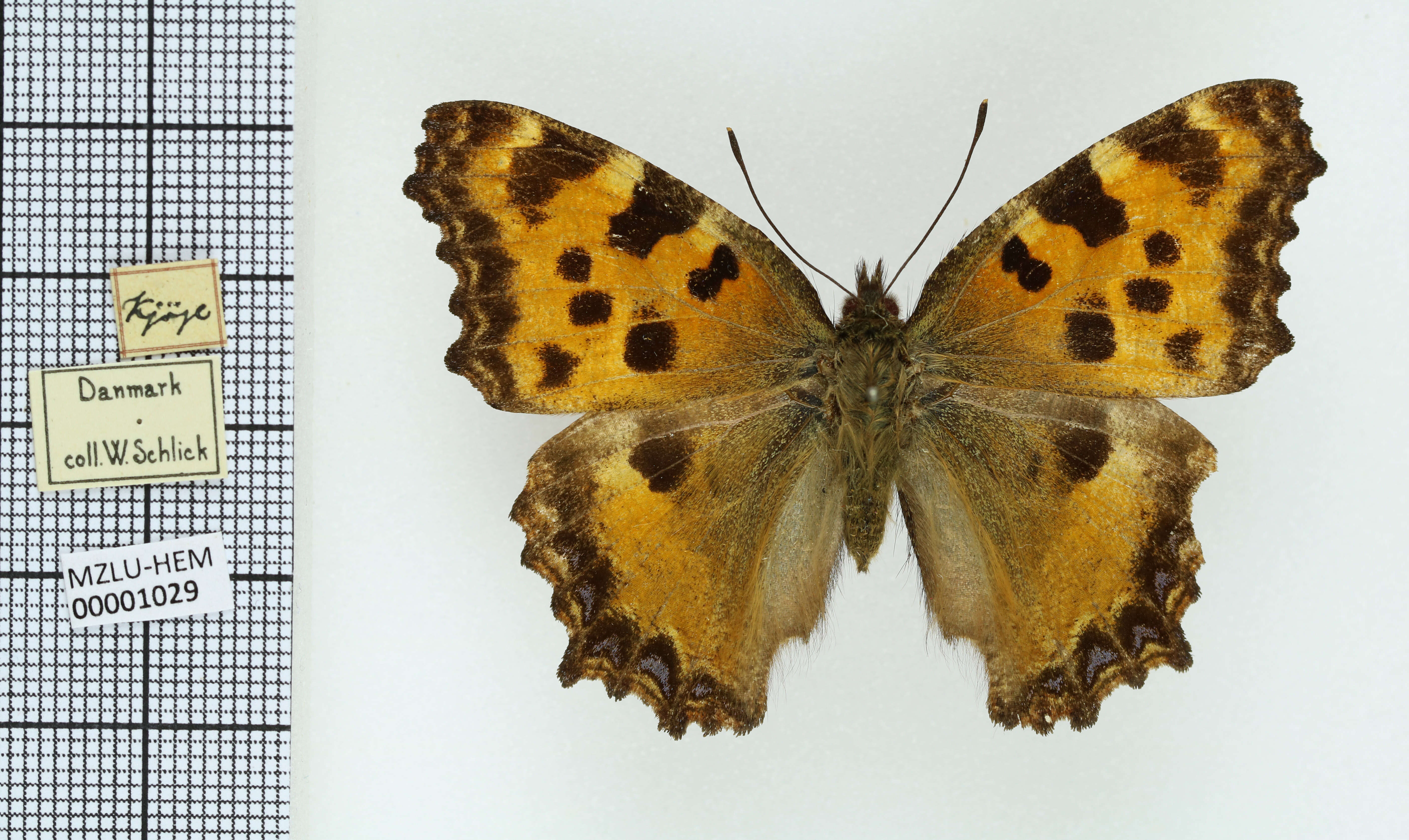 Nymphalis polychloros Linnaeus 1758 resmi