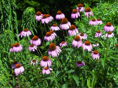 Image of purple coneflower