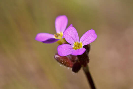 Image of Arabis verna (L.) W. T. Aiton