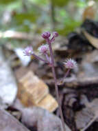 Image of Triuridaceae