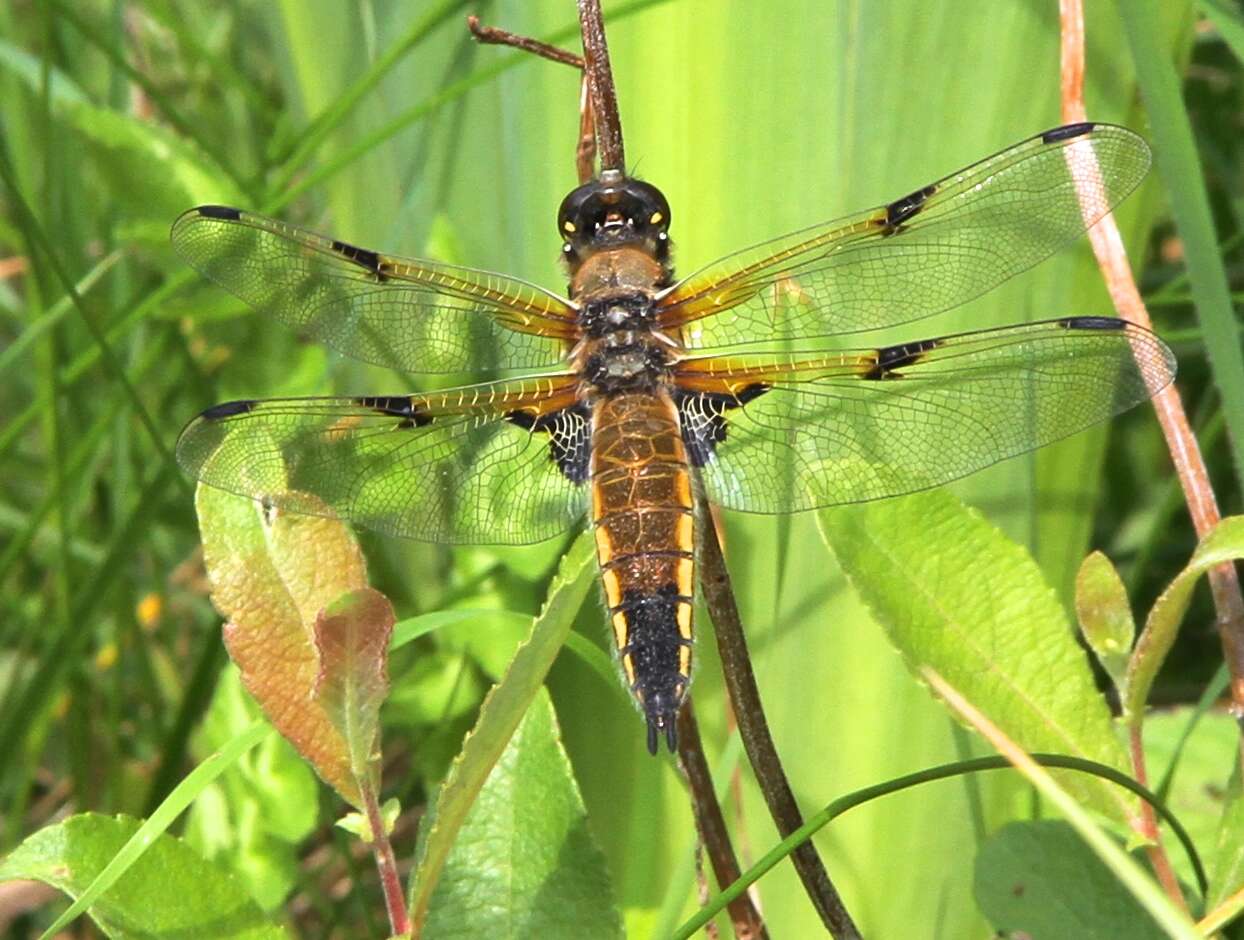 Image of Four-spotted Chaser