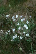 Image of Silene uniflora subsp. uniflora