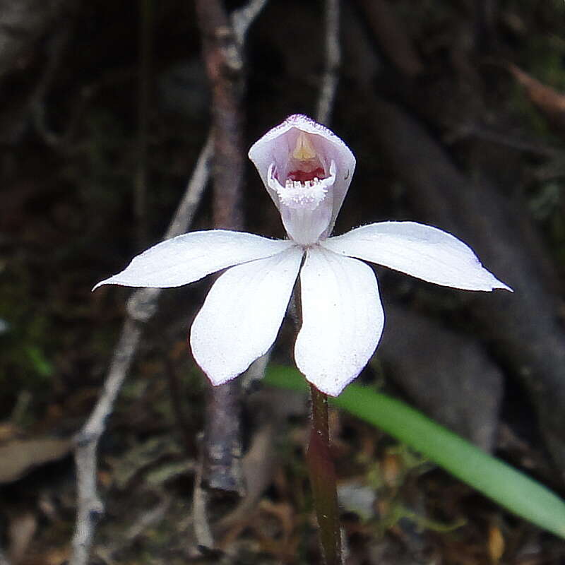 Caladenia lyallii Hook. fil.的圖片