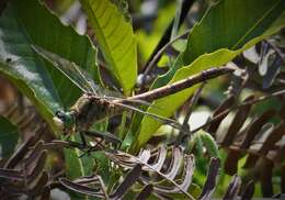 Image of Gray-green Clubtail