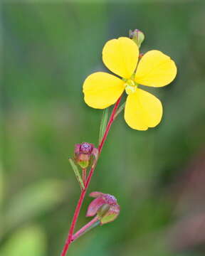 Image of primrose-willow