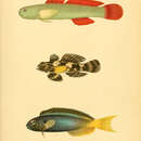Image of Cardinal goby