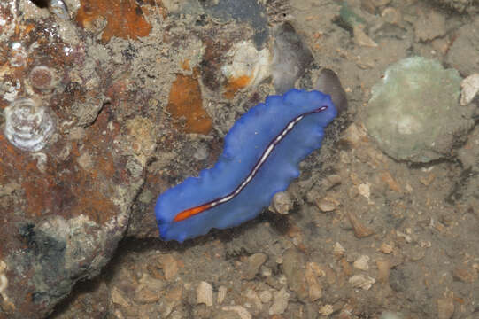 Image of white and purple flatworm