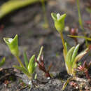 Plancia ëd Phyllangium distylis (F. Müll.) C. R. Dunlop