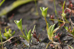 Plancia ëd Phyllangium distylis (F. Müll.) C. R. Dunlop