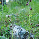 Image of Ophrys argolica subsp. biscutella (O. Danesch & E. Danesch) Kreutz