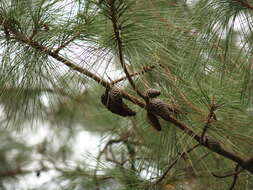 Image of Aztec Pine