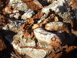 Image of calcareous tubeworms