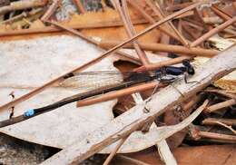 Image of Blue-tipped Dancer