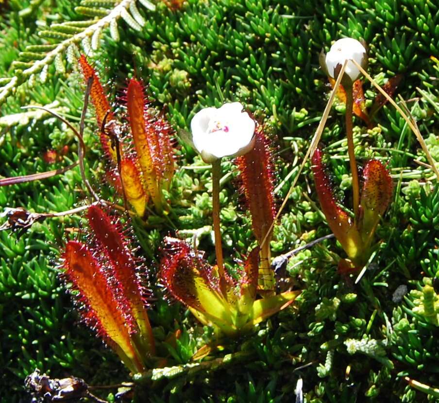 Image of Drosera arcturi Hook.