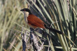 Image of Senegal Coucal