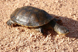 Image de Acanthochelys