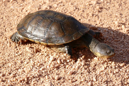 Image of Big-Headed Pantanal Swamp Turtle