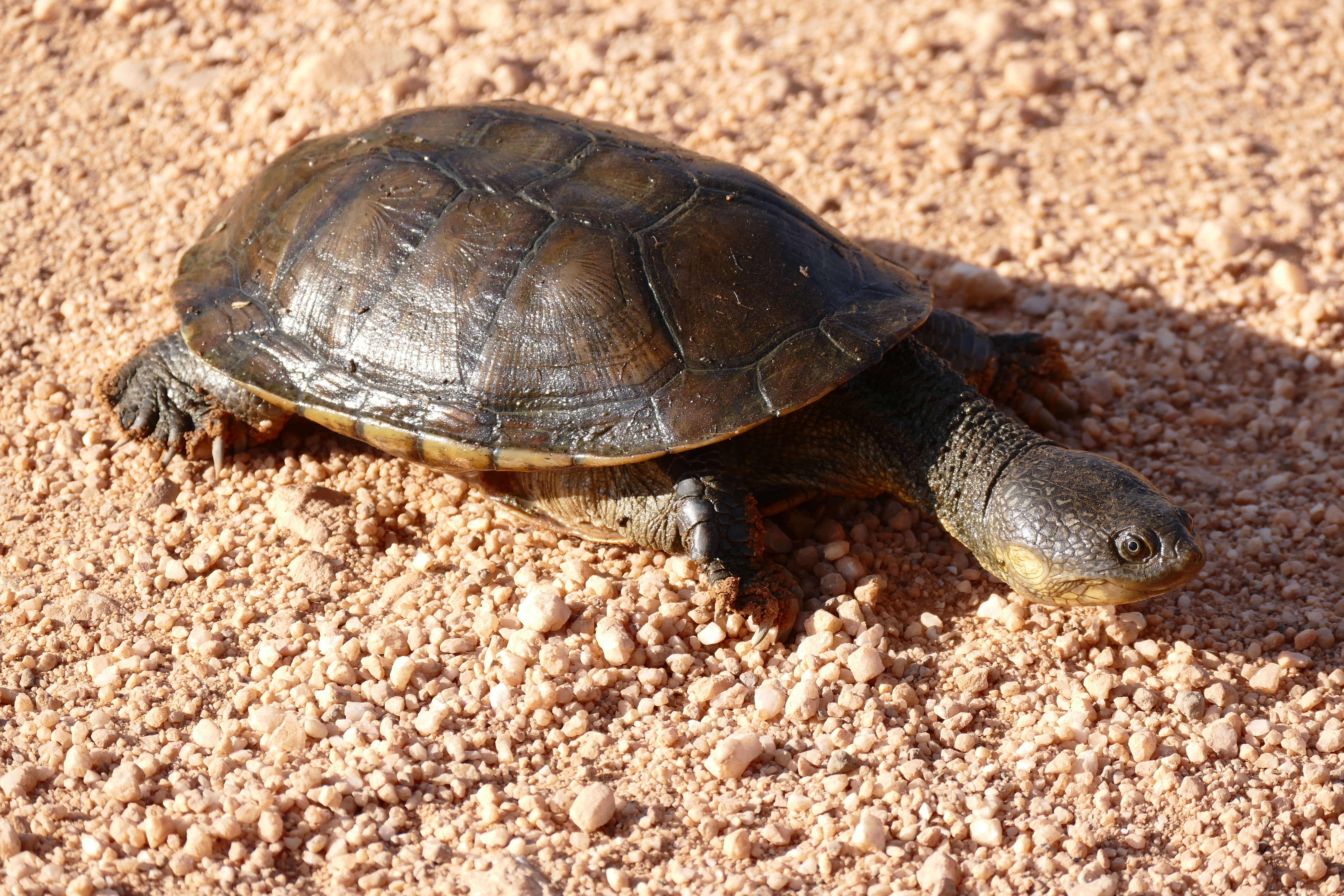 Image of Acanthochelys