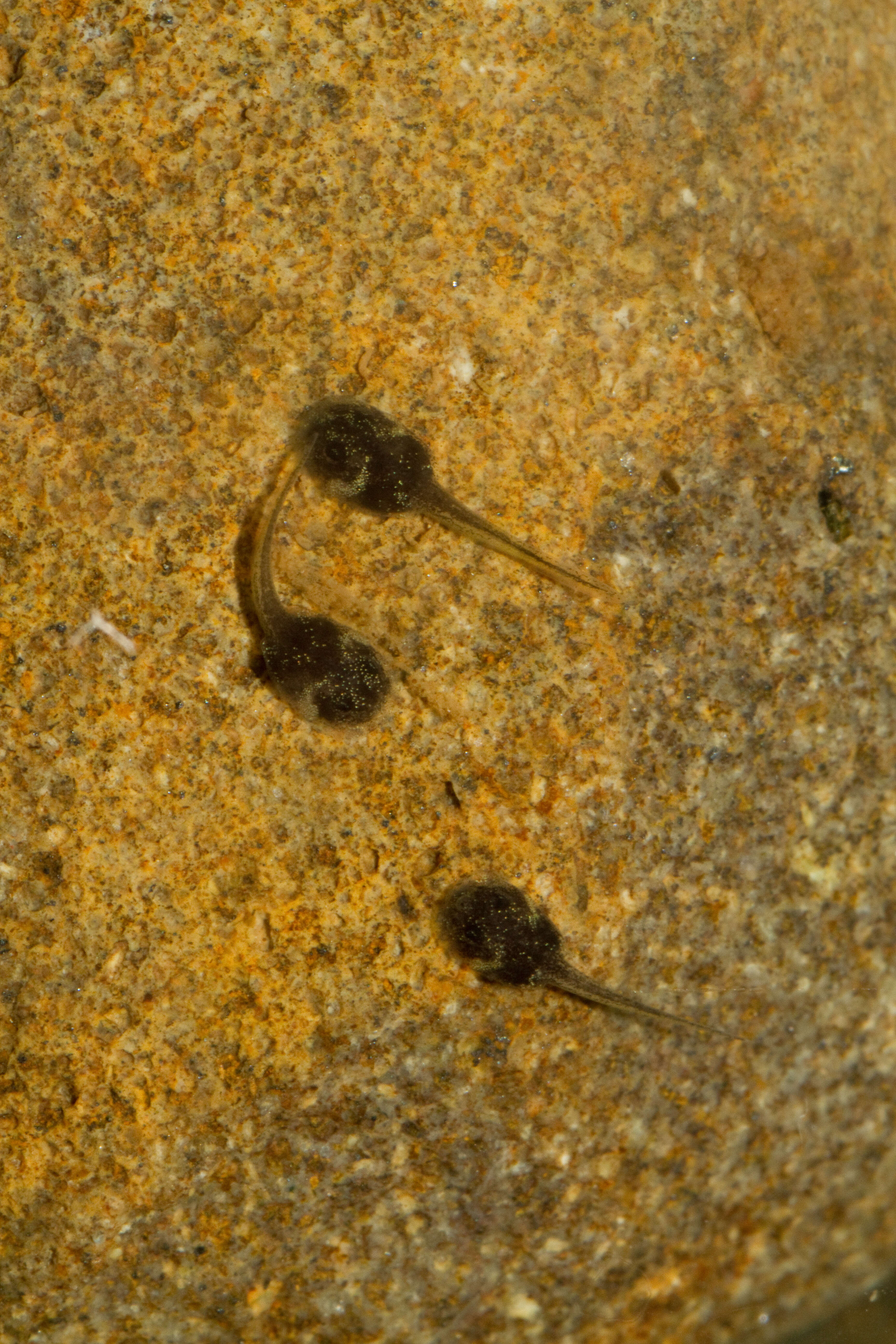 Image of Darien Stubfoot Toad