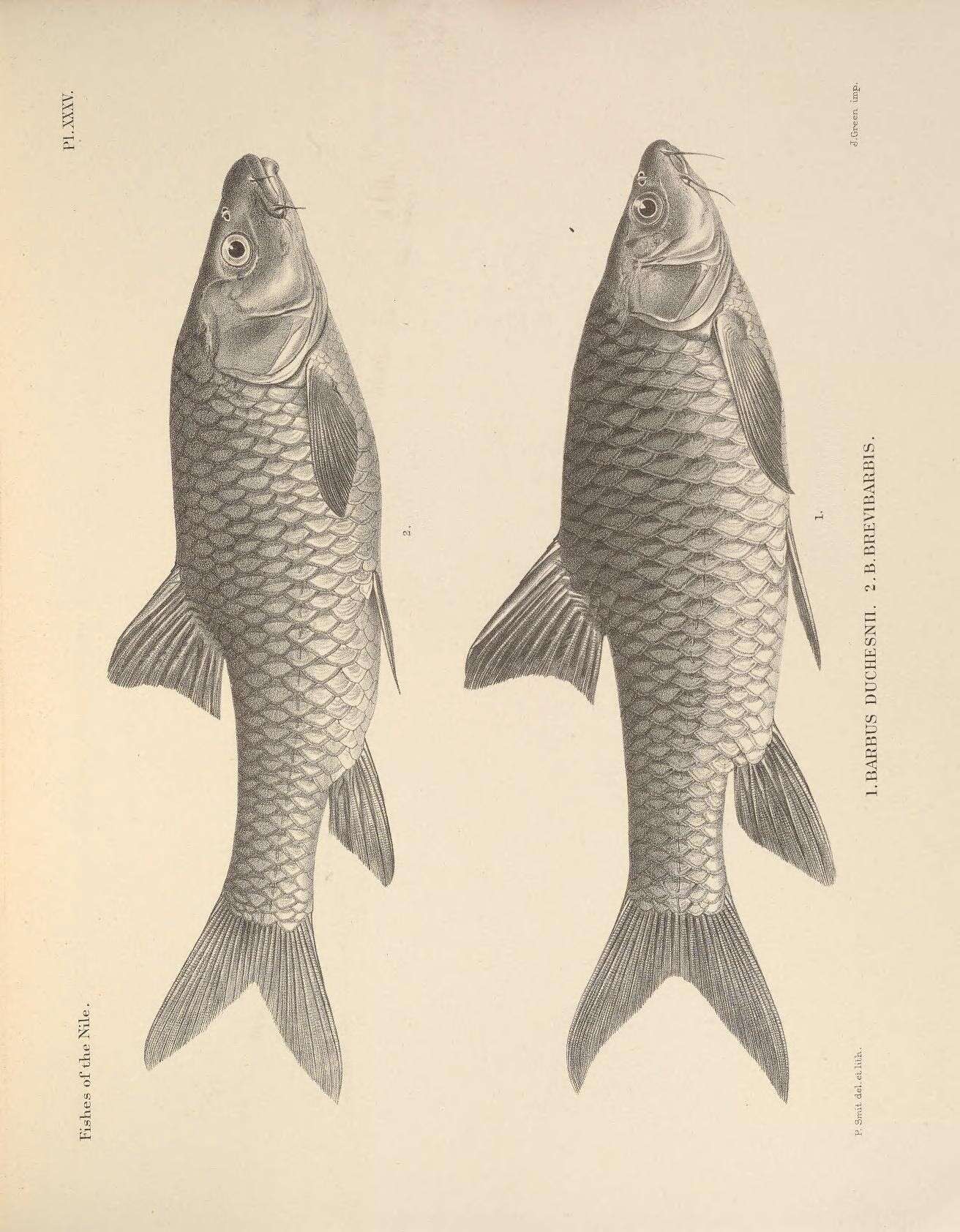 Labeobarbus intermedius (Rüppell 1835) resmi