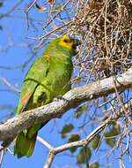 Image of Amazon parrots