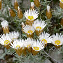 Image of Helichrysum retortum (L.) Willd.