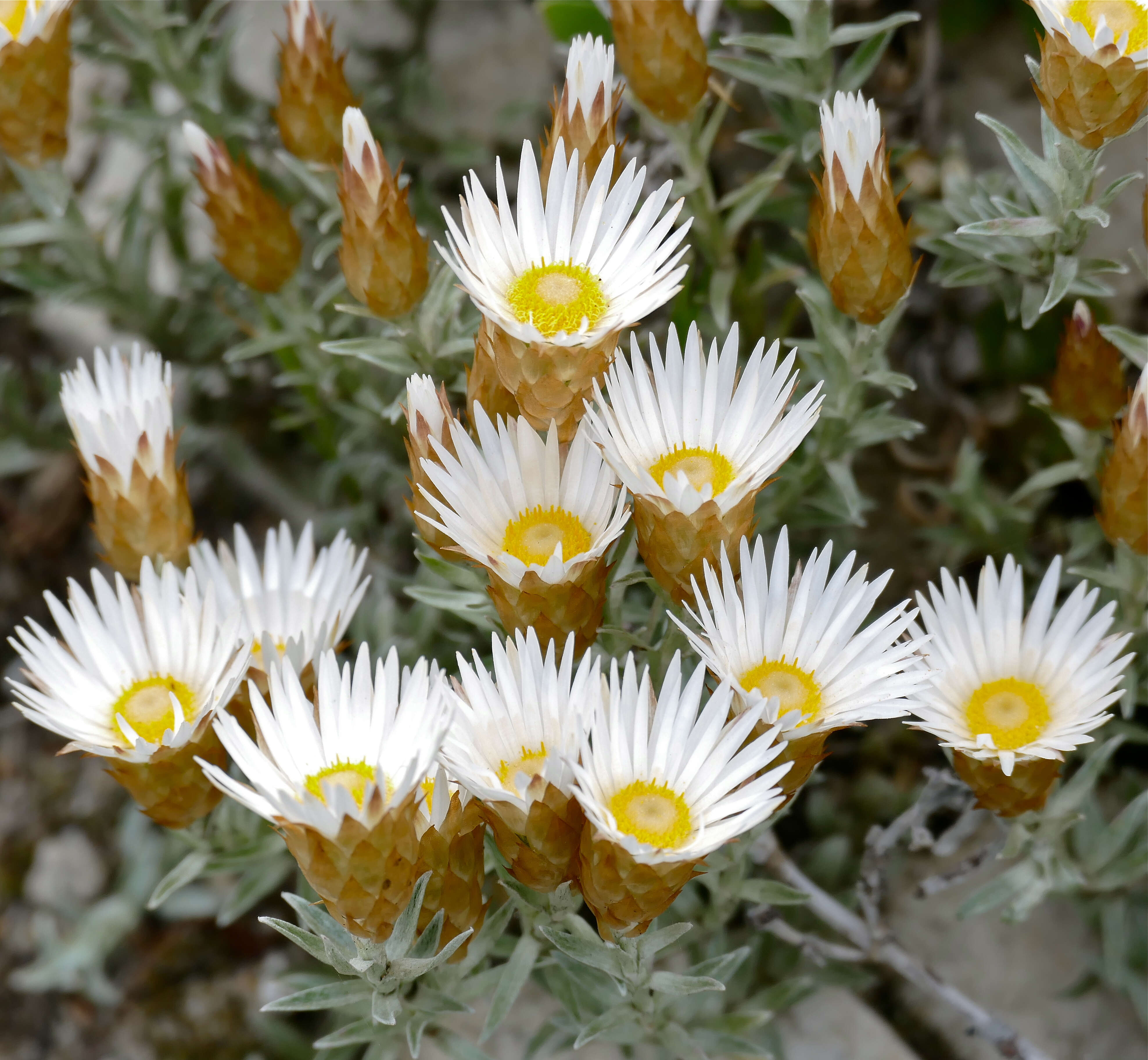 صورة Helichrysum retortum (L.) Willd.
