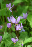 Image of jeweled shootingstar