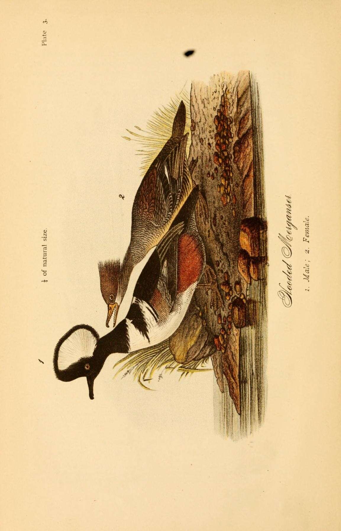 Image of Lophodytes Reichenbach 1853