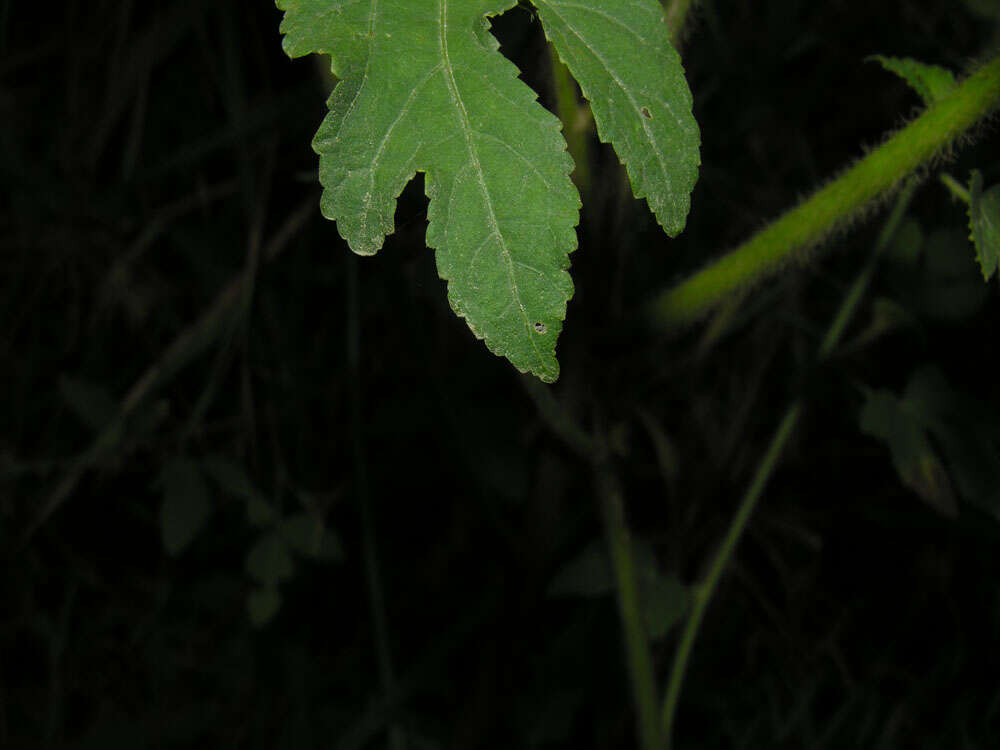 Image of leafbract