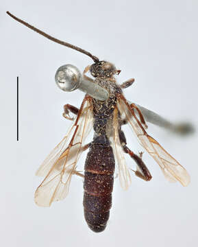 Image of Ichneumon