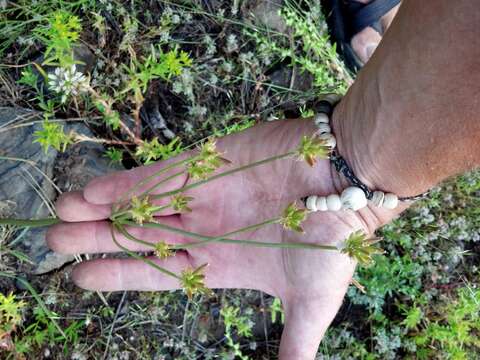 Image of Wasatch desertparsley