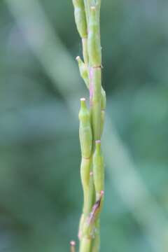 Image of black mustard