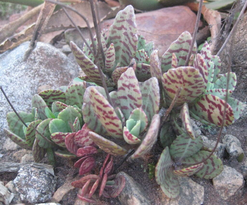 Image of Kalanchoe humilis Britten