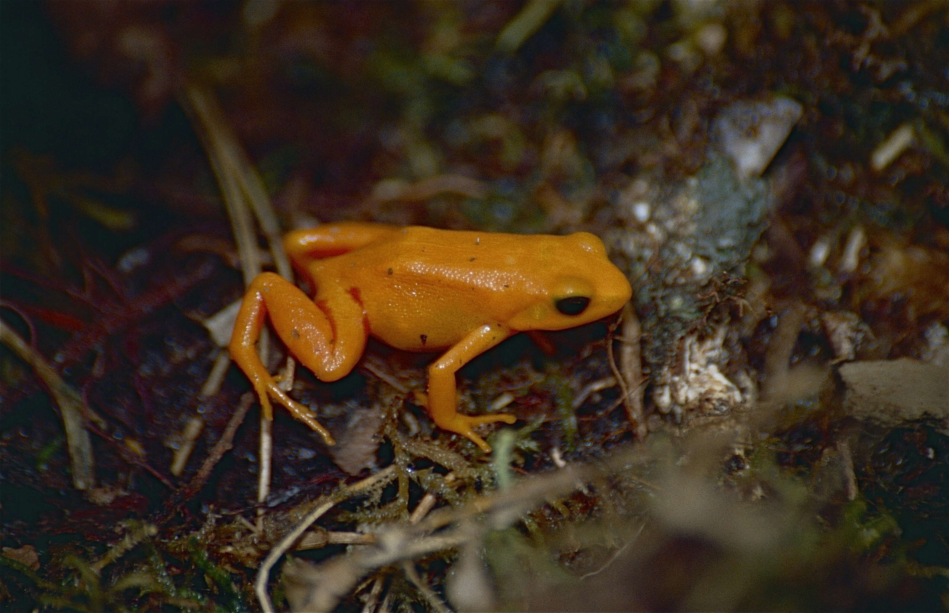 Image of Ginger Tree Frog