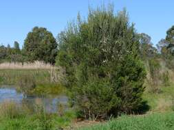 Image of swamp paperbark